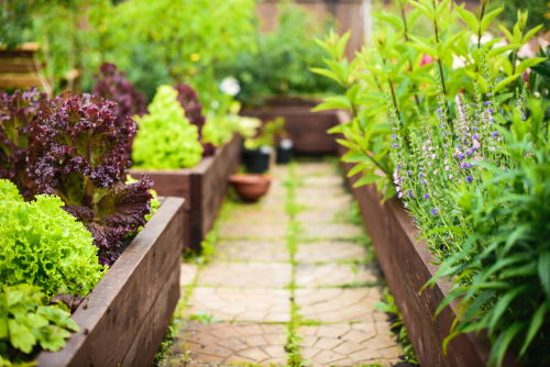 Vegetable and plant raised garden beds in a backyard.